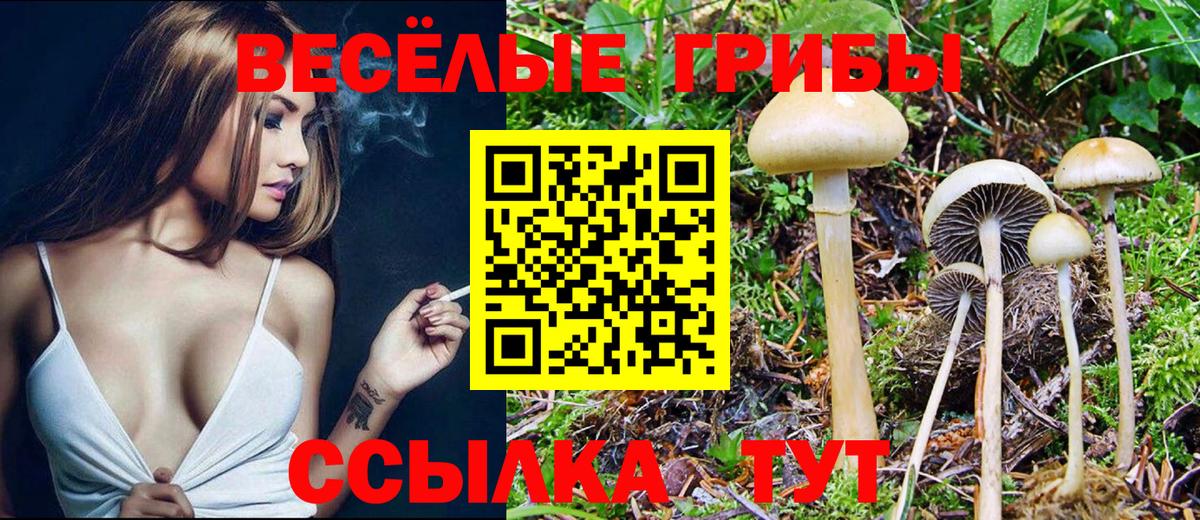 Псилоцибиновые грибы Magic Shrooms  Вязьма  Галлюциногенные грибы Psilocybe 